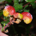 Alpine Grevillea