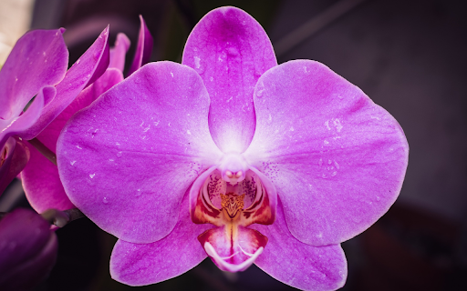 purple orchids and dew drops screenshot 1