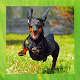 Download Dachshund Pictures For PC Windows and Mac 1.7