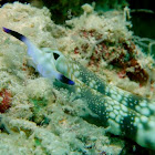 Nudibranch