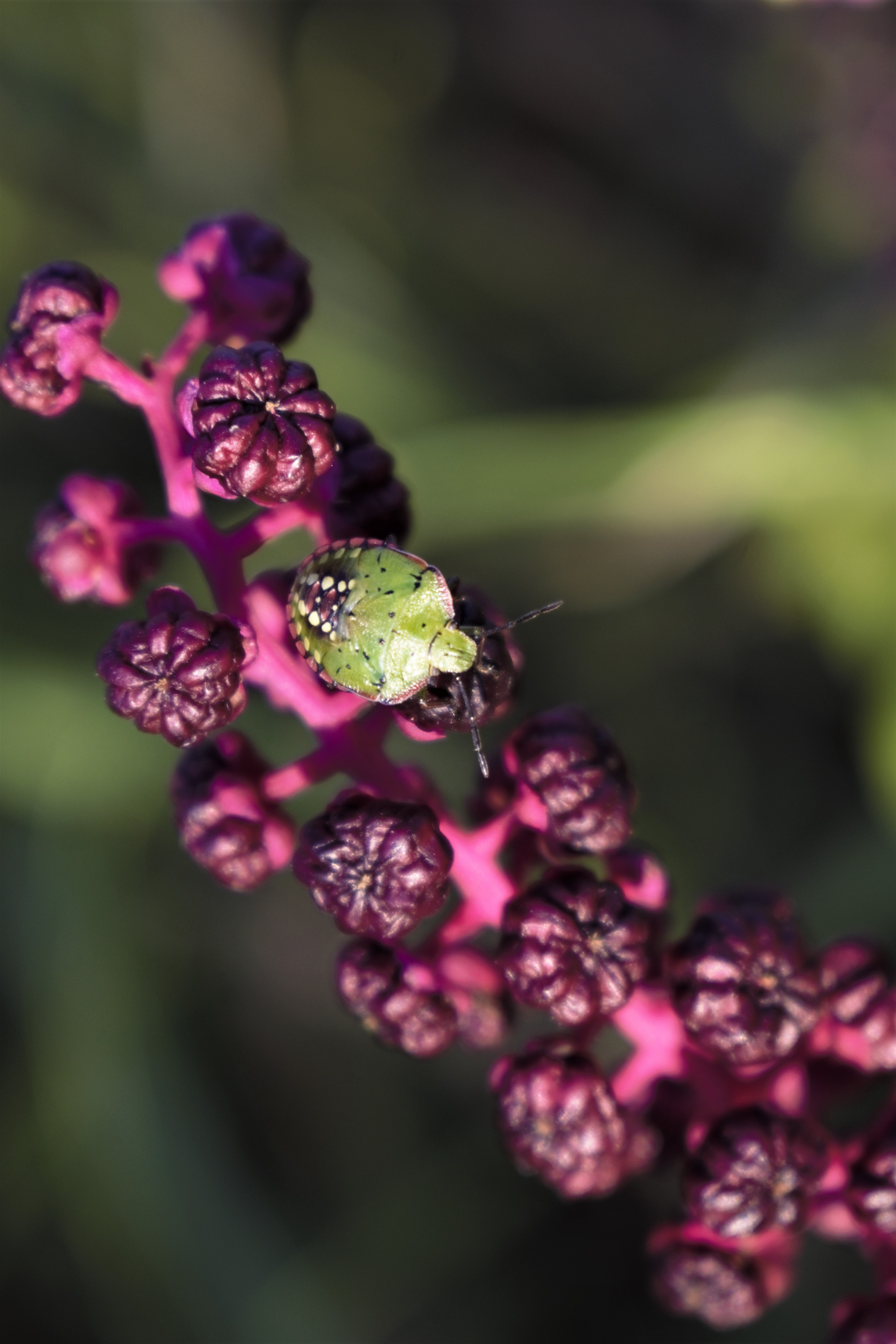 Green and purple di dc_photo_passion