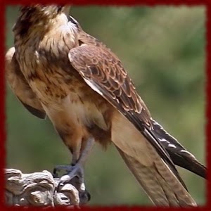 Peregrine Falcons wallpapers.apk 1.0