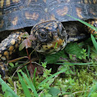 Eastern Box Turtle