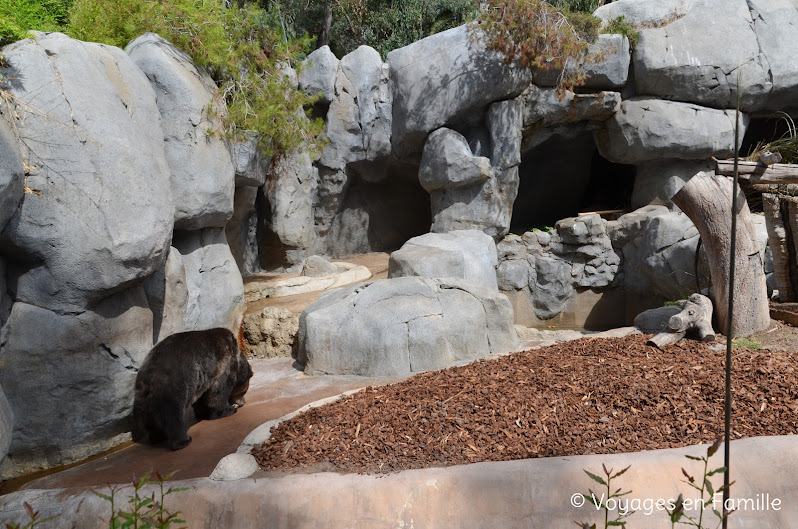 San Diego Zoo - Bear