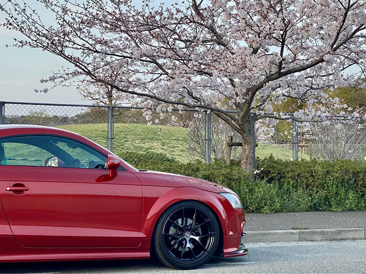 TT クーペのアウディ TT・iPhone撮影・桜と愛車・犬・ミニチュアダックスに関するカスタム事例の投稿画像2枚目