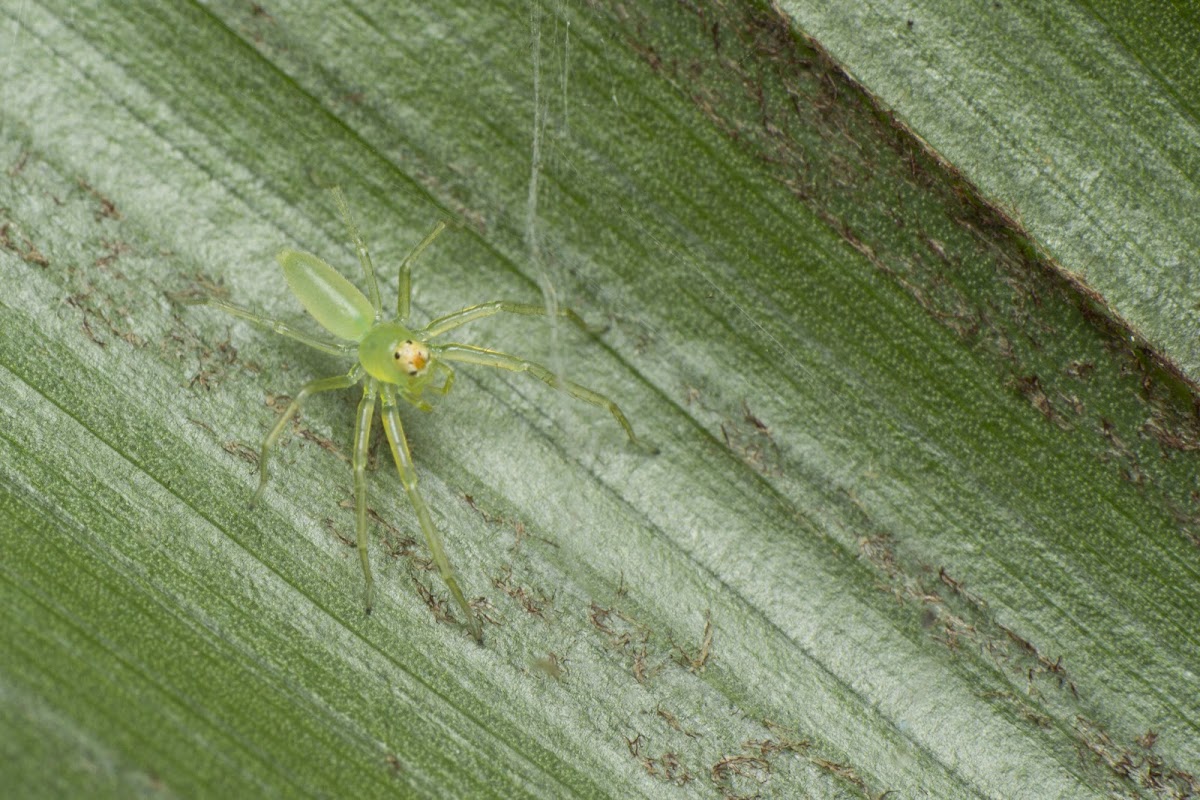 Jumping Spider