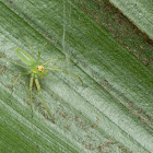 Jumping Spider