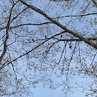 tufted titmouse