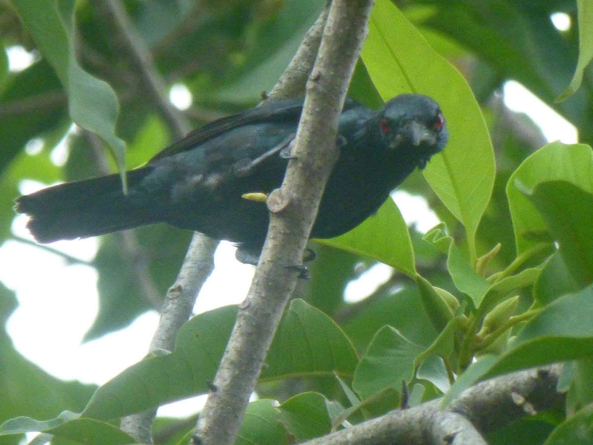 Asian Glossy Starling