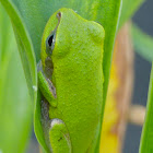 Tree Frog