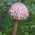 Parasol Mushroom