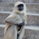 Gray Langur