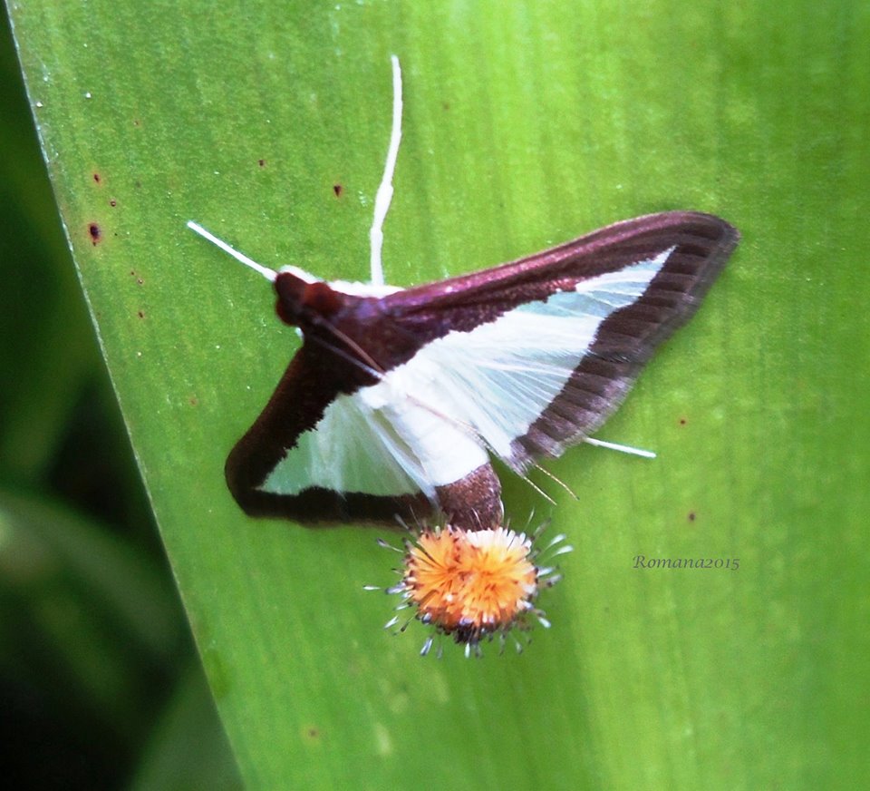 Cucumber Moth