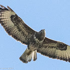 Buzzard