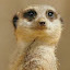 Meerkat Wallpapers and New Tab