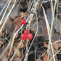 Wild currants