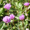 Sea thrift