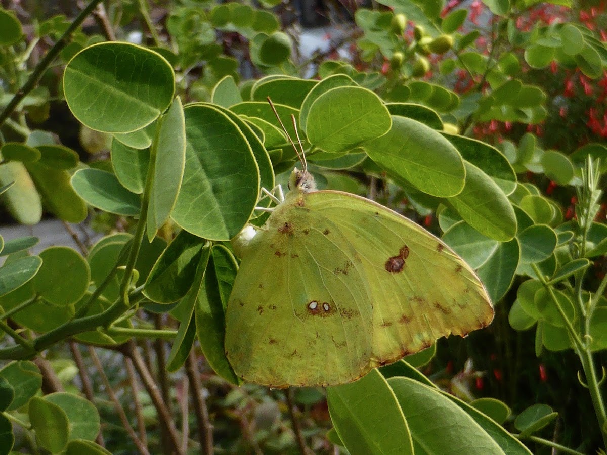 Cloudless Sulphur