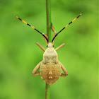 Leaf footed bug