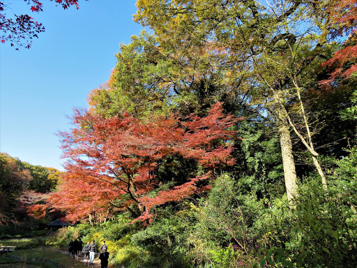 The Meiji Shrine Tokyo Japan 2017