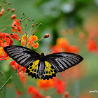 southern birdwing