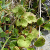 Mountain Sorrel