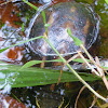 Three-striped Mud Turtle