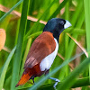 Tricoloured munia / black-headed munia