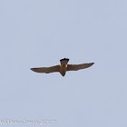 Kestrel; Cernícalo Real