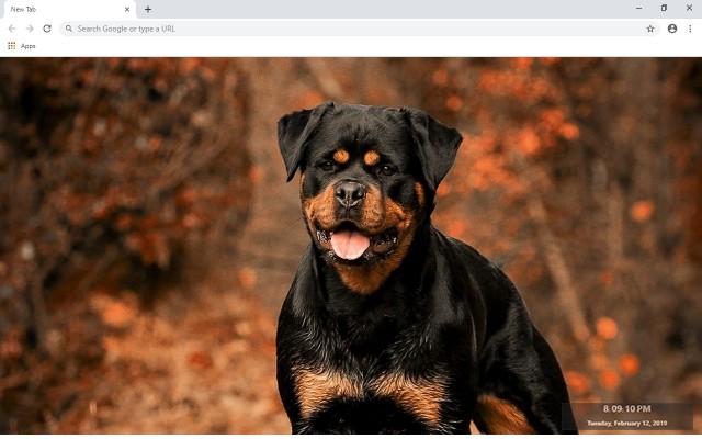 Rottweiler New Tab & Wallpapers Collection