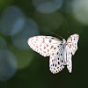 Malabar tree nymph butterfly