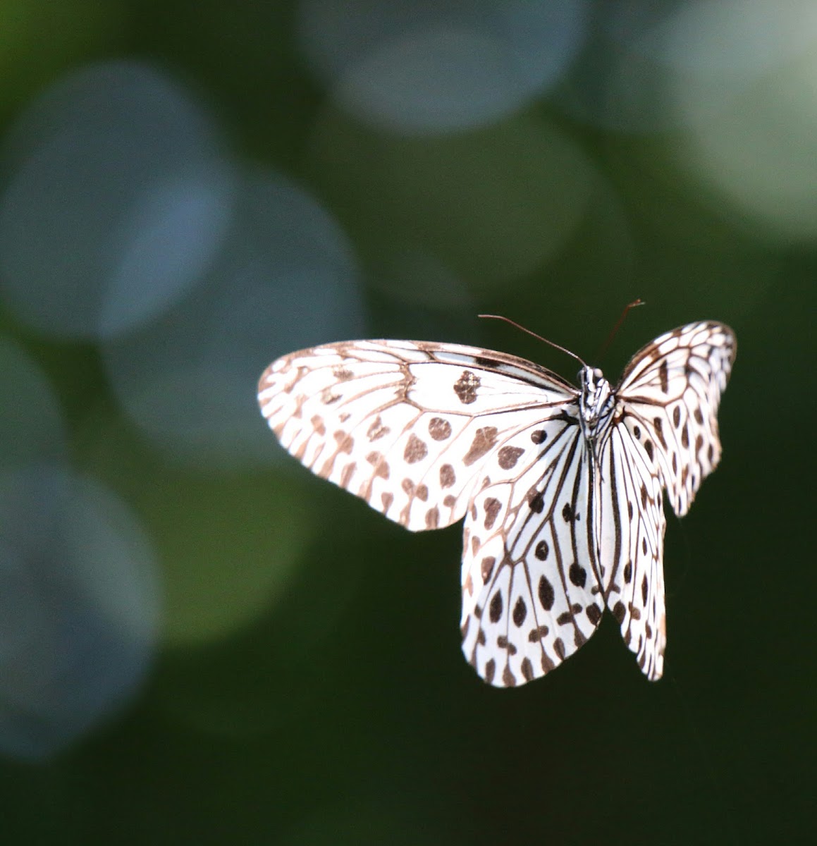 Malabar tree nymph butterfly