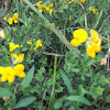 Bird's Foot Trefoil