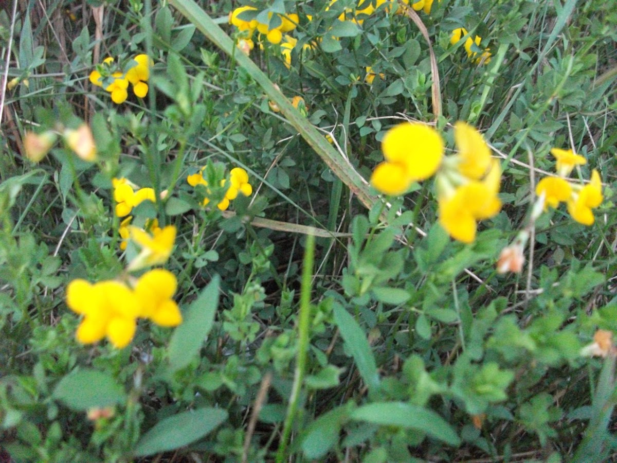 Bird's Foot Trefoil