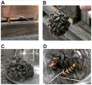 Sampling of workers from an artificially formed hot defensive bee ball.