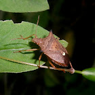 Neotropical brown stink bug