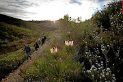 A scenic shot from the Fynbos Trail in the Western Cape.