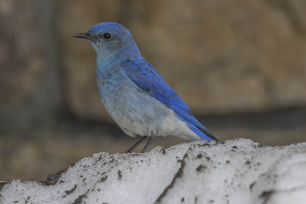 Mountain Bluebird