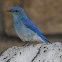 Mountain Bluebird