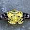 False Tiger Moth