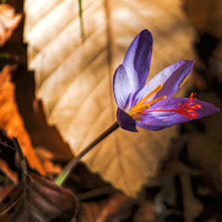 fiore d'autunno di 