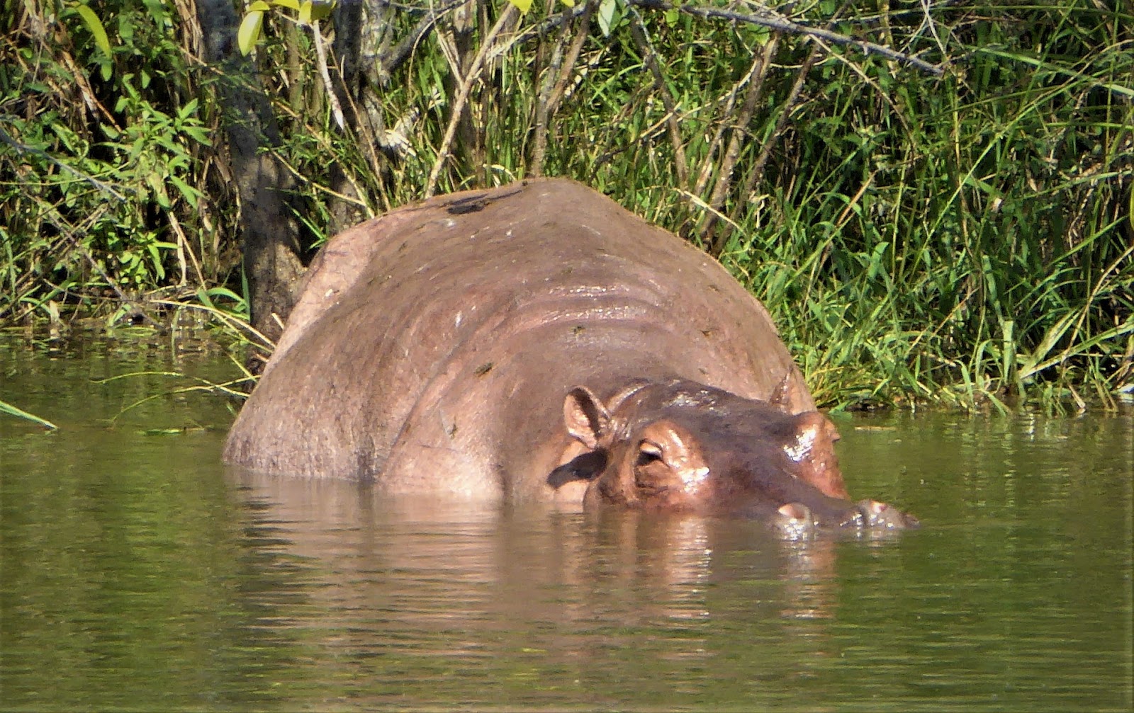 Cocaine hippo wallowing in river