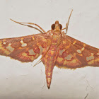 Crambid Moth