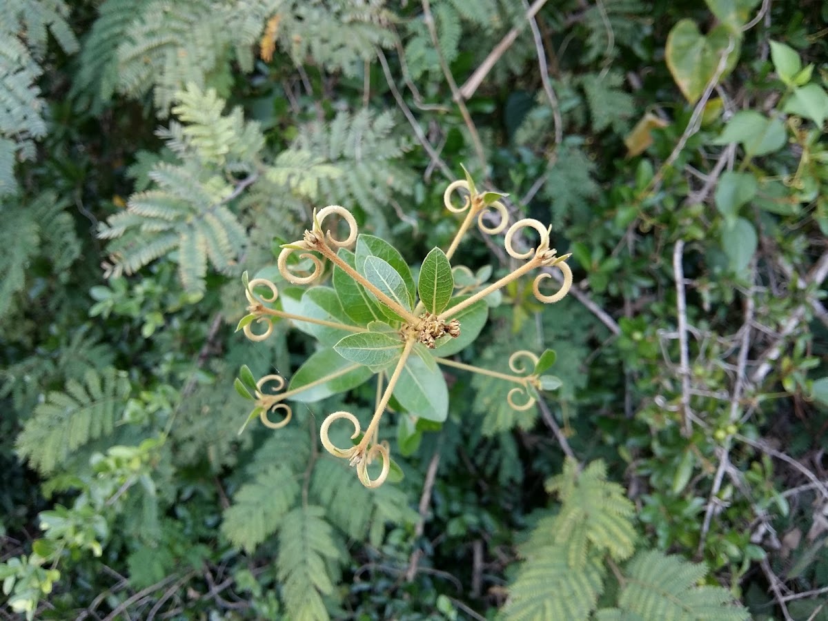 Climbing Flax