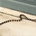 California King Snake