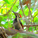 Black-rumped Flameback