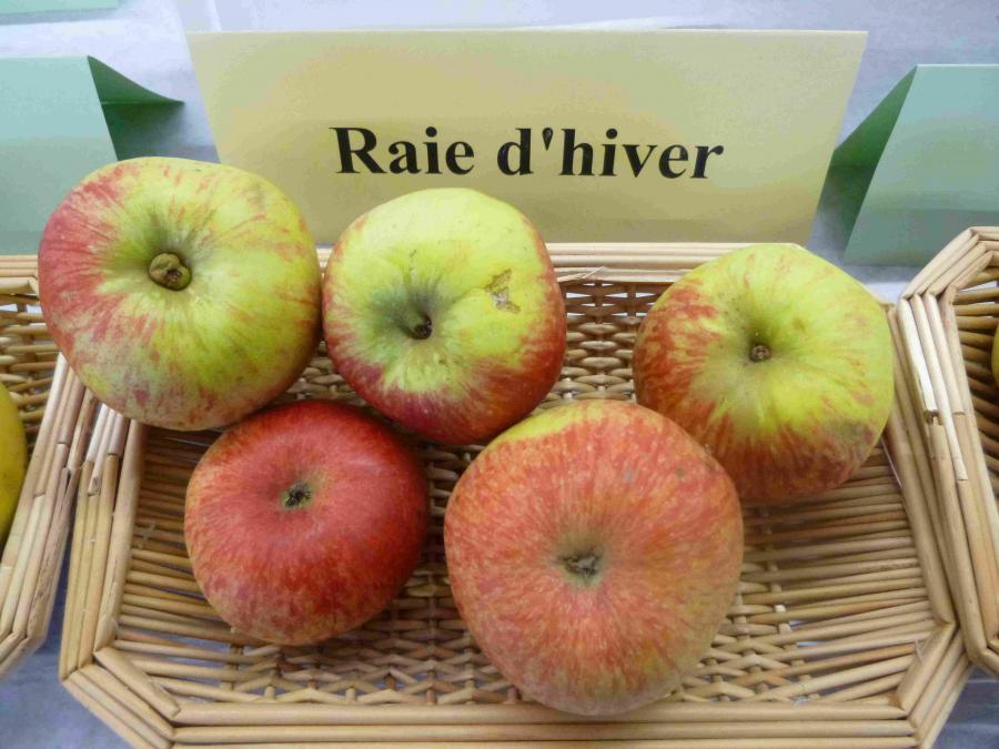 http://dinan.dinancommunaute.fr/conservatoire/sites/default/files/styles/fruit_full/public/fruits/pommes/photos_fruit/Raie%20d%27Hiver.JPG?itok=tq87GO3Z