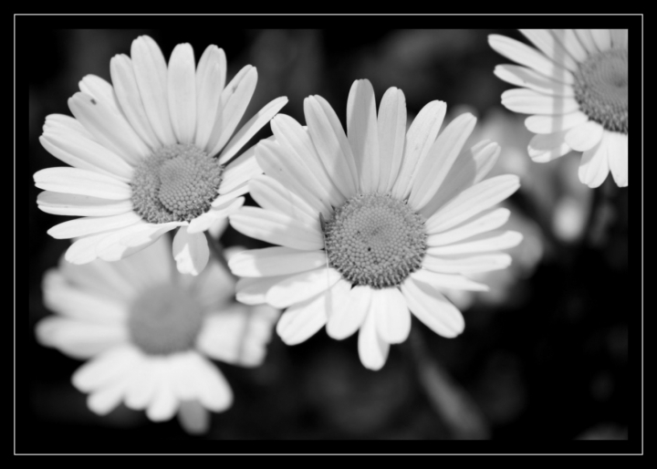 Daisy for you ... di silver425