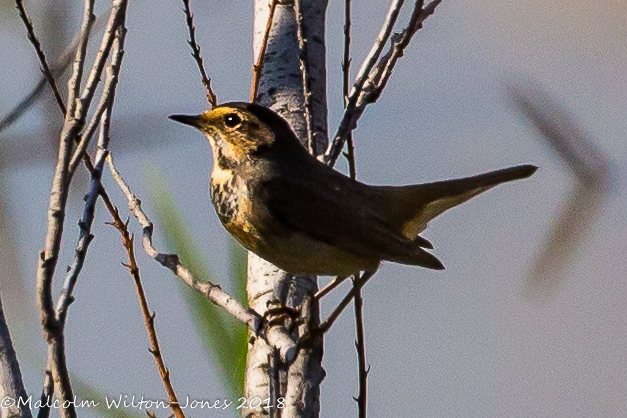 Bluethroat; Pechiazul