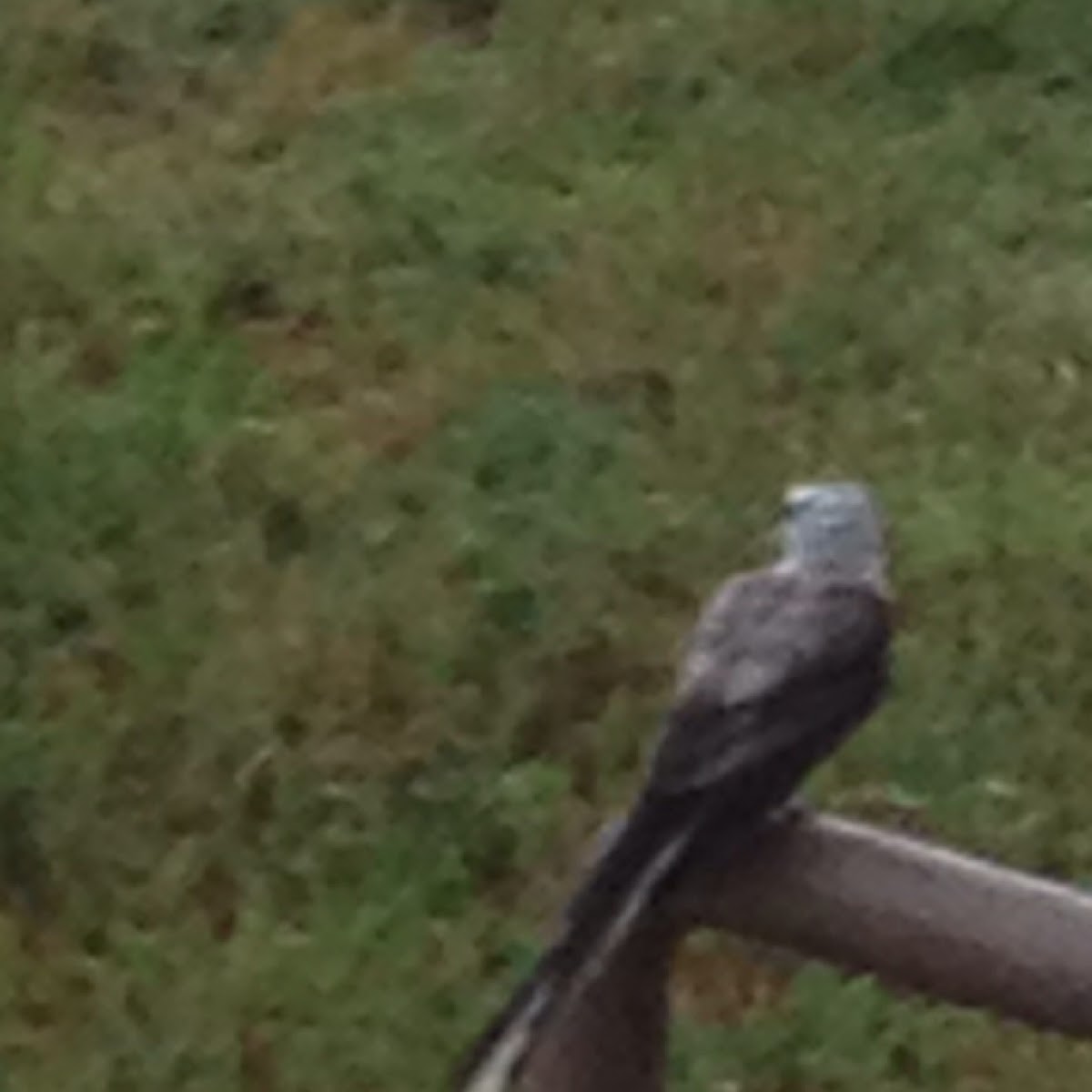 Scissor-Tailed Flycatcher